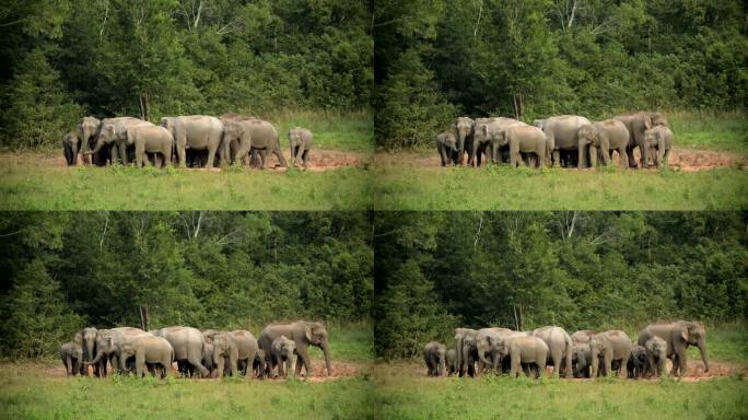 令人惊叹的亚洲象群在泰国高雅国家公园玩耍