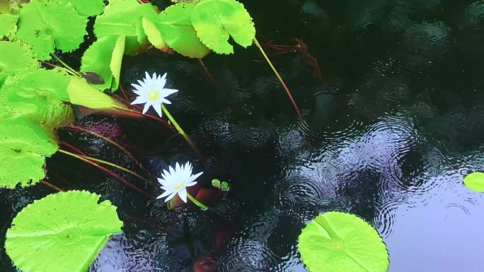 雨湖莲花百合垫碗莲