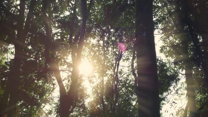 阳光森林树木氧吧