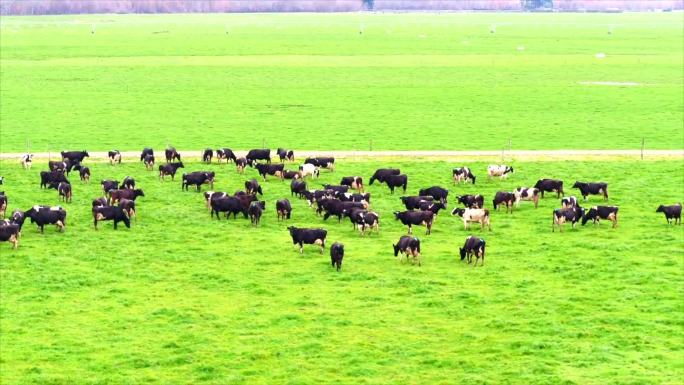 新西兰牧场 奶牛群 拉远景 航拍