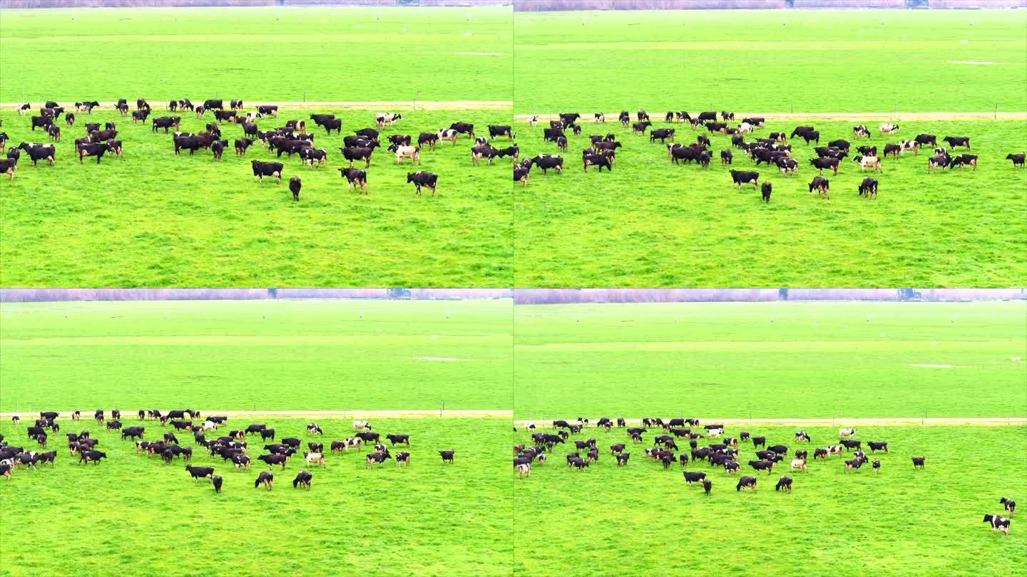 新西兰牧场 奶牛群 拉远景 航拍