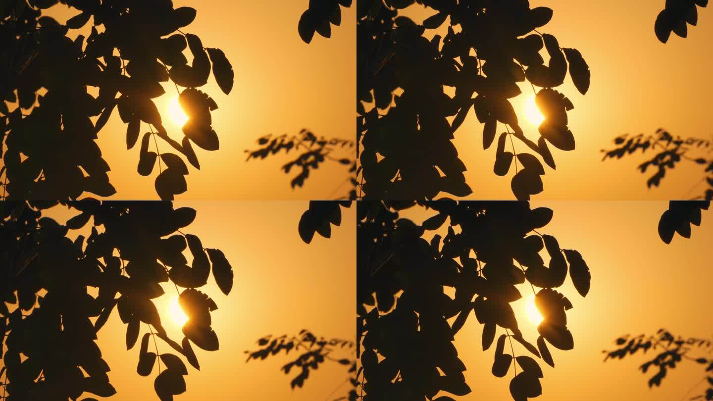 夕阳下唯美树叶随风摇曳剪影空镜
