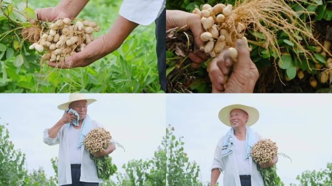 现摘花生