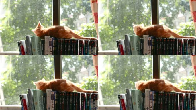 小橘猫躺在窗边书架上的背影