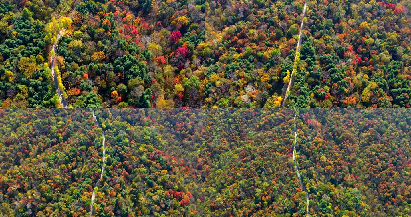 4k航拍中国山脉红叶秋季山林