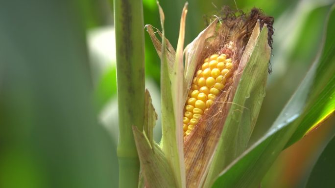 农业玉米