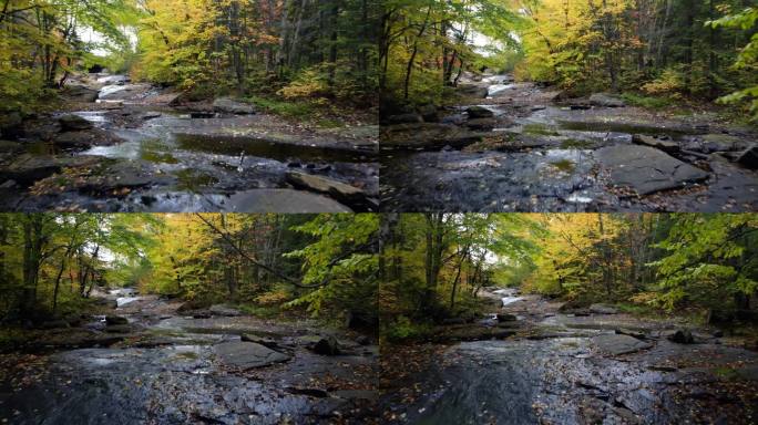 《河畔秋色》秋天多彩树林唯美小溪