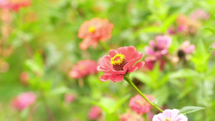 草原 红花 4k 黄色花蕊