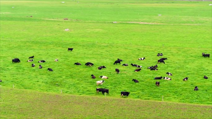 新西兰牧场 草坪 奶牛群 远景 航拍