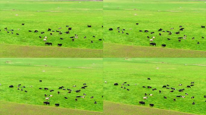 新西兰牧场 草坪 奶牛群 远景 航拍