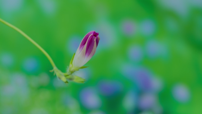 粉色牵牛花花苞延时视频