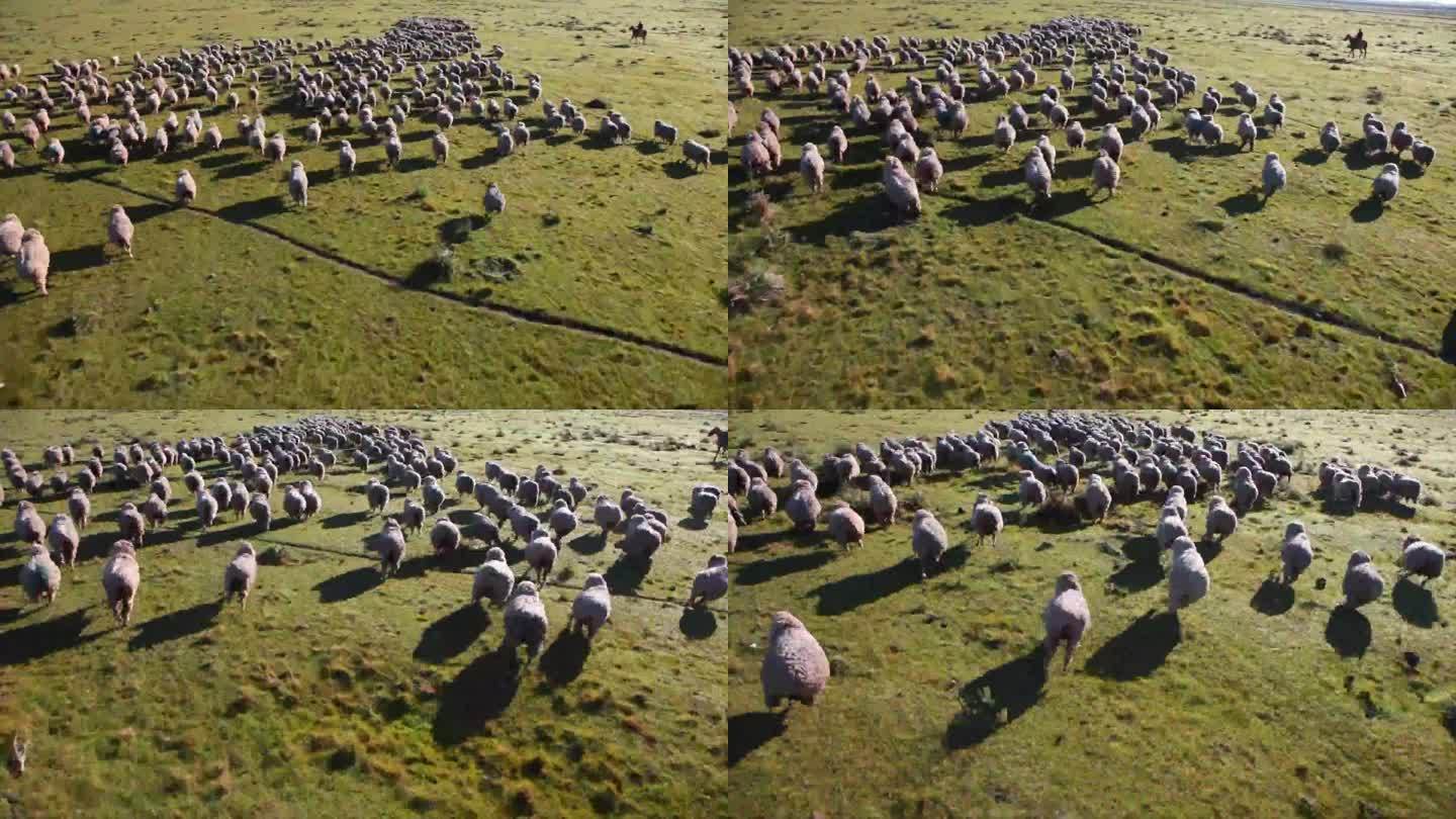 乌拉圭牧场 羊群奔跑 近景跟 航拍
