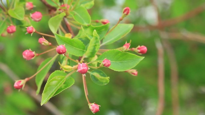 大兴安岭山荆子花蕾