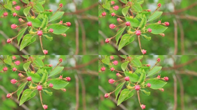 大兴安岭山荆子花蕾