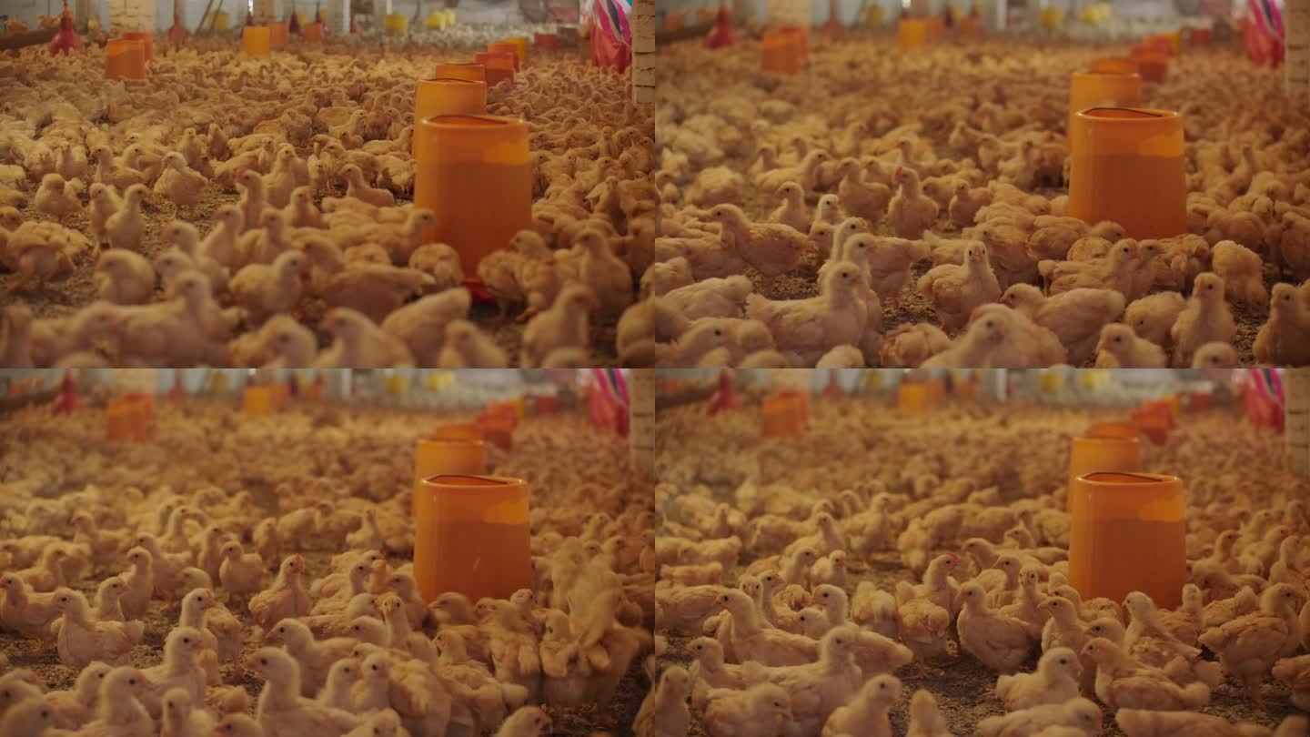 小鸡鸡苗养殖1