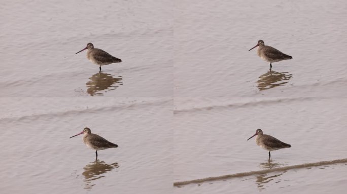 深圳湾的黑尾塍鹬