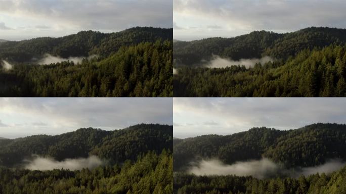 北加利福尼亚红杉林：空中