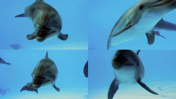 水库中的海豚海猪海猪仔水中生物拍摄