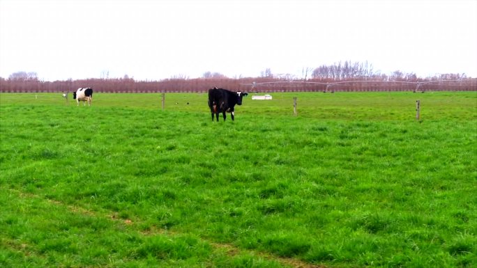 新西兰牧场 绿草坪 单只奶牛 转 航拍