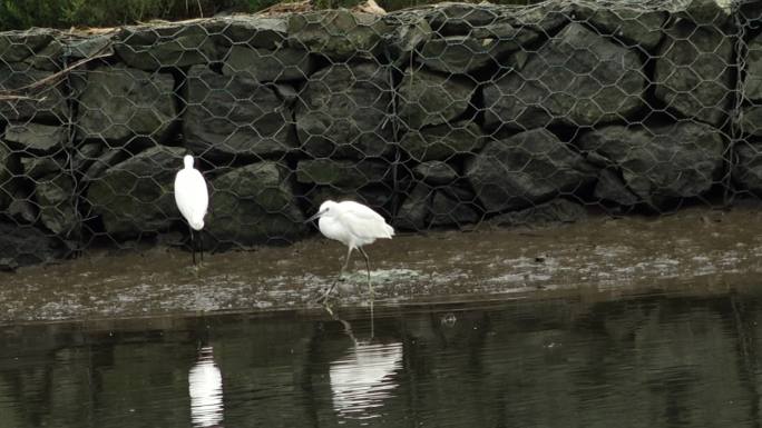 在水中觅食的白鹭湿地自然生态河水海水