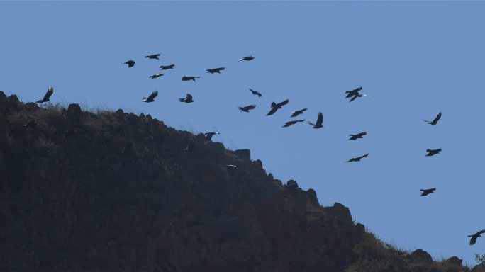 山谷中群飞的鸟