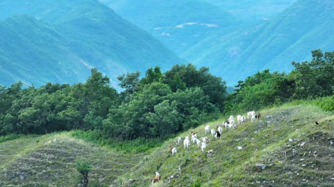 山顶放羊羊群吃草