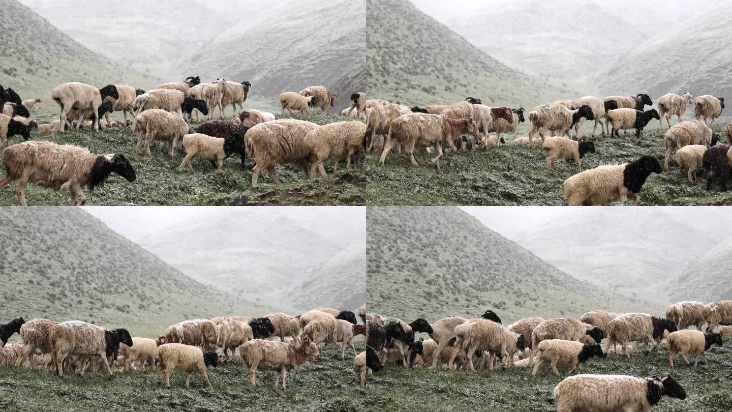 雪中行走的羊群