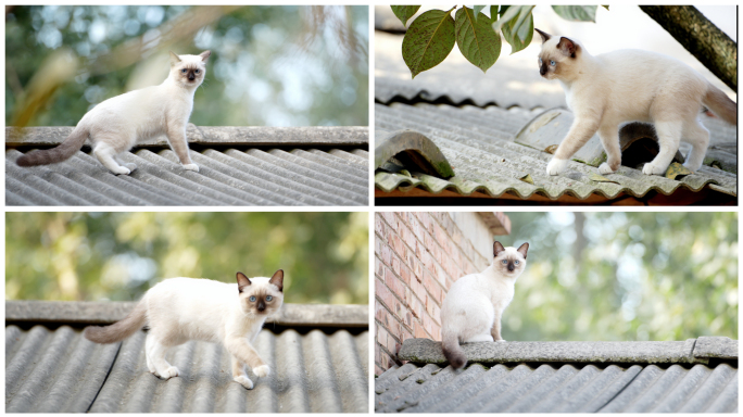 屋顶上的猫2