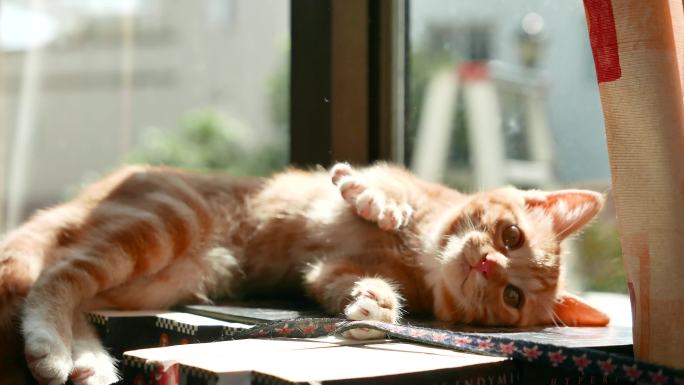 调皮的小橘猫在窗边书架上玩耍