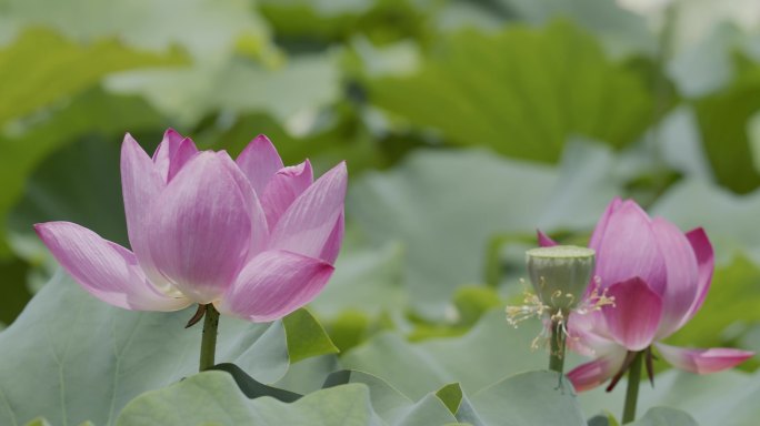 荷池荷花