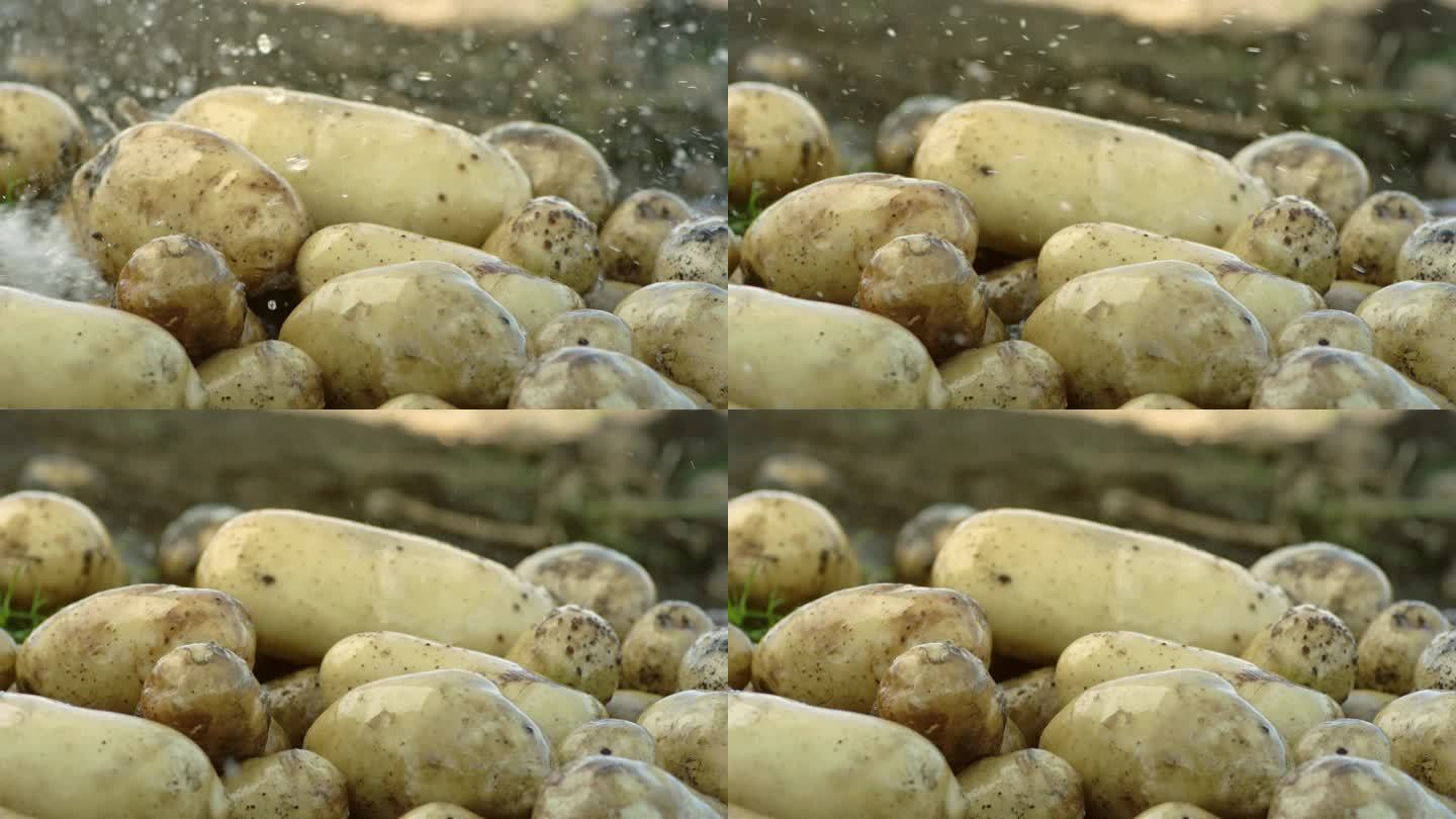 土豆 冲水 洗土豆 4k