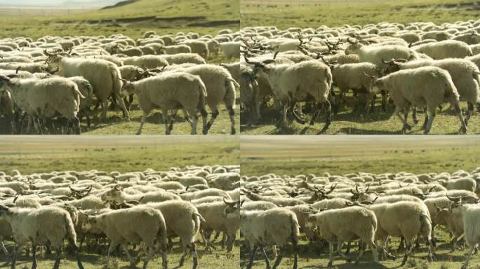 羊群 草原 放牧 4k