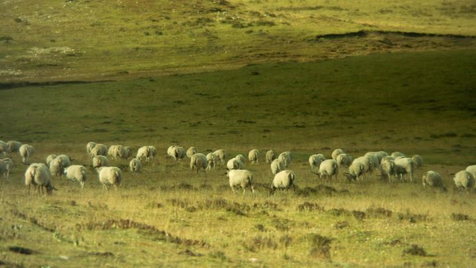 草原 羊群 放牧 放羊