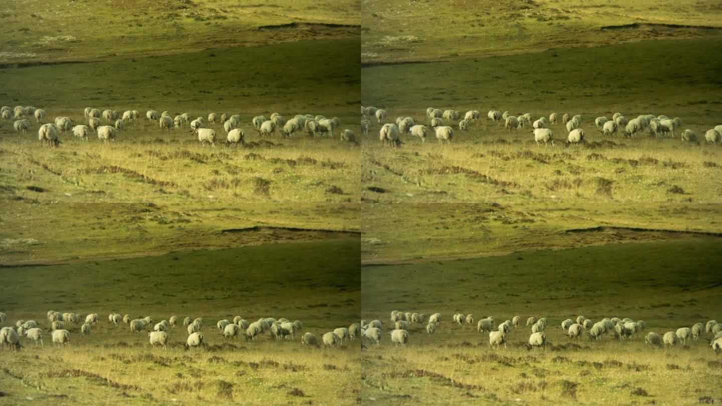 草原 羊群 放牧 放羊
