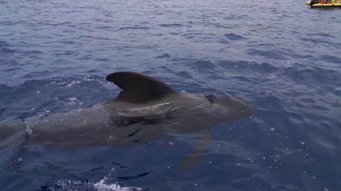 特内里费海岸的短鳍领航鲸