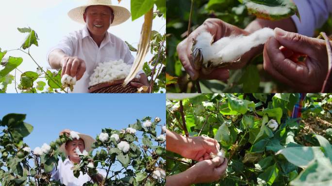 现摘棉花