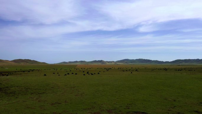 草原 放牧 牛群 航拍