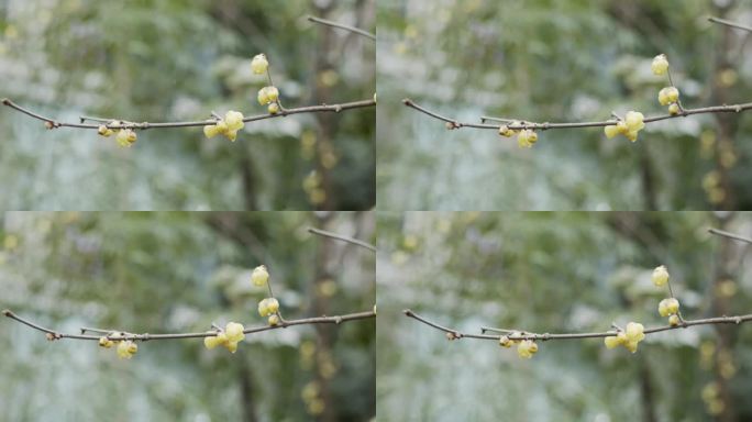 唯美 雪 腊梅