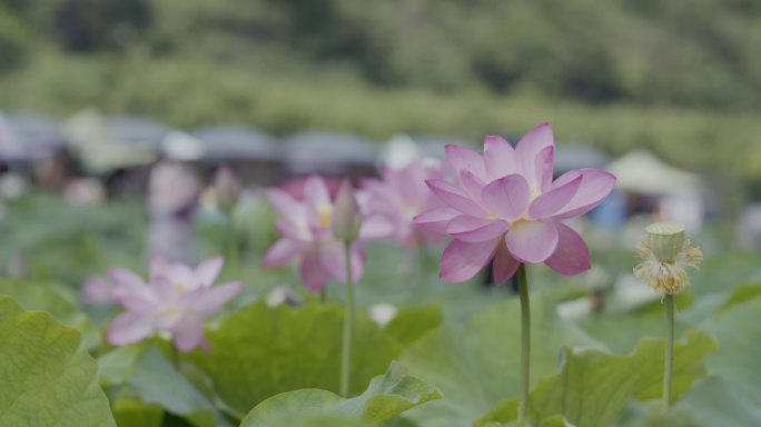 荷池荷花