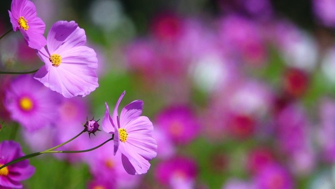 美丽的宇宙花盛开在田野里。