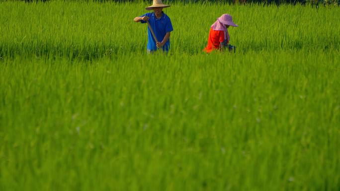 【原创4K】农民在稻田里劳作