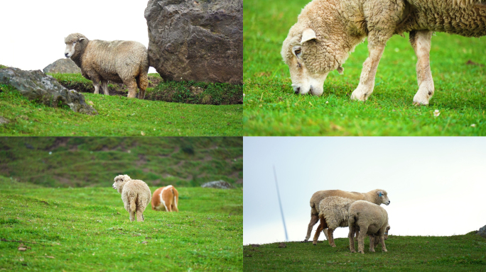 贵州乌蒙大草原高山草牧场绵羊牧羊羊群