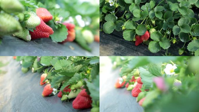 农家乐草莓