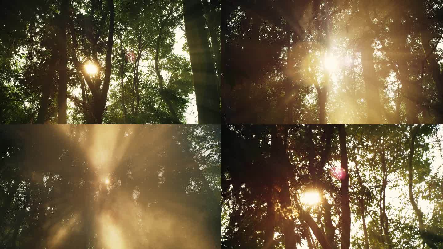 阳光光线穿透森林树木