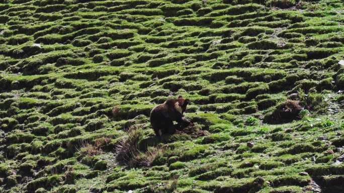 西藏那曲山坡上掏土坑的棕熊