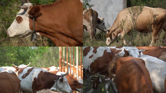 农业畜牧养殖牛