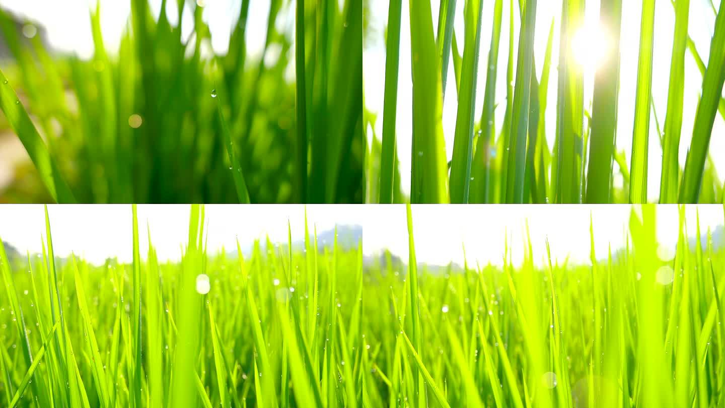 逆光唯美小清新绿色水稻