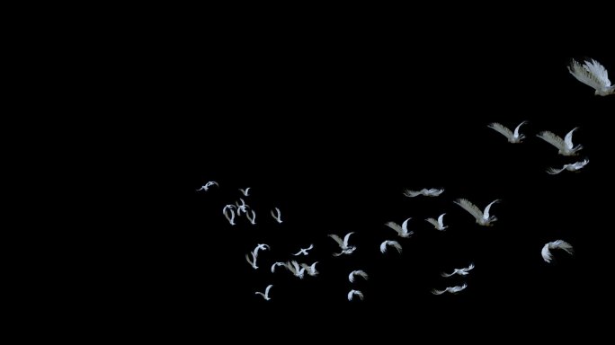 一群海鸥从近处飞散到远处