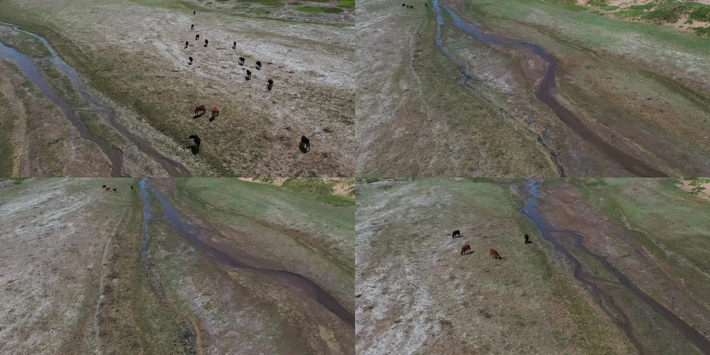 小溪边吃草的牛
