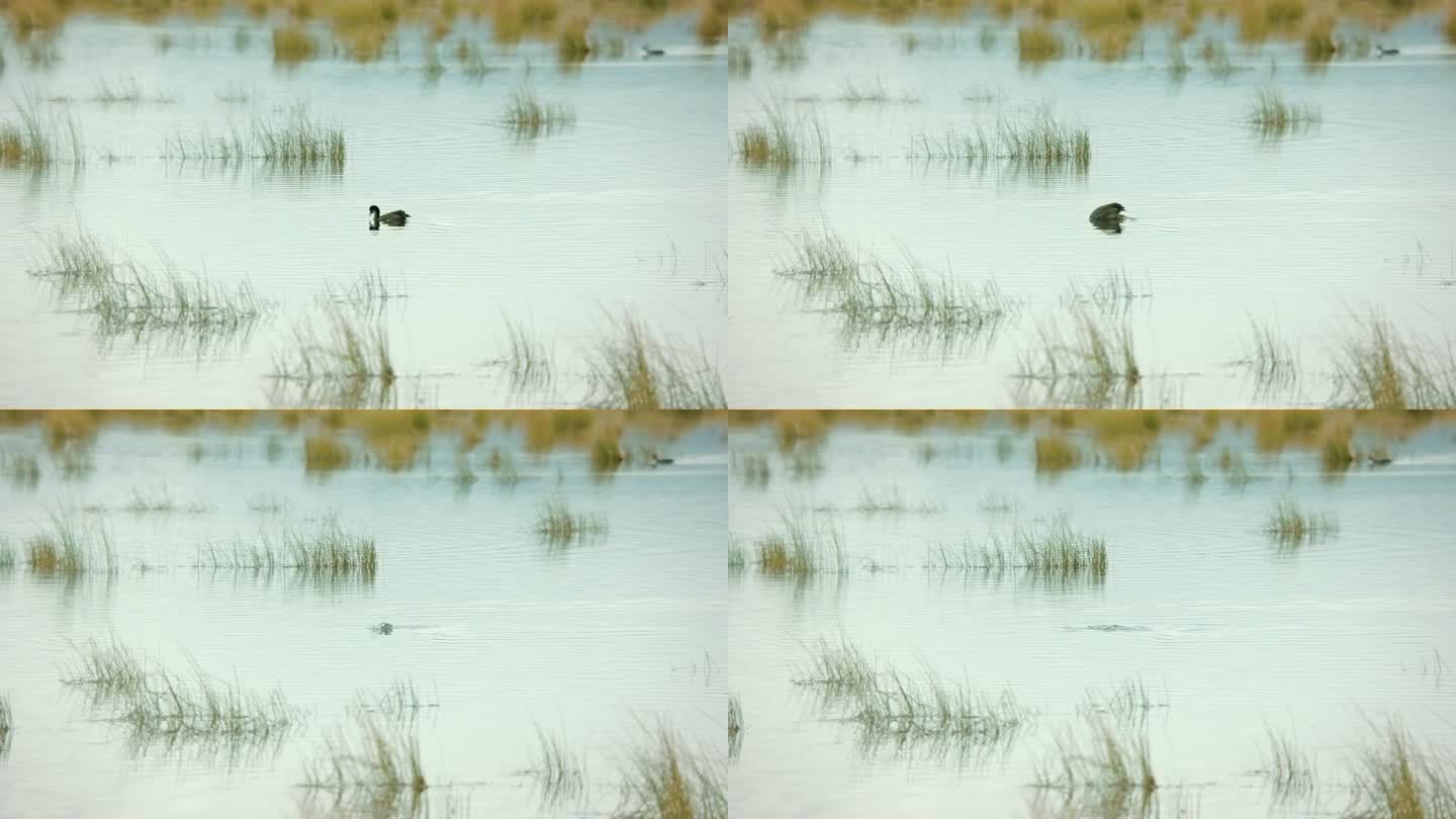 湿地 池塘 鸭子 捕鱼 水草
